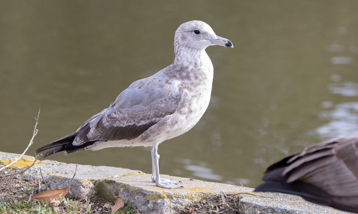 Gaviota Californiana - ML301808151