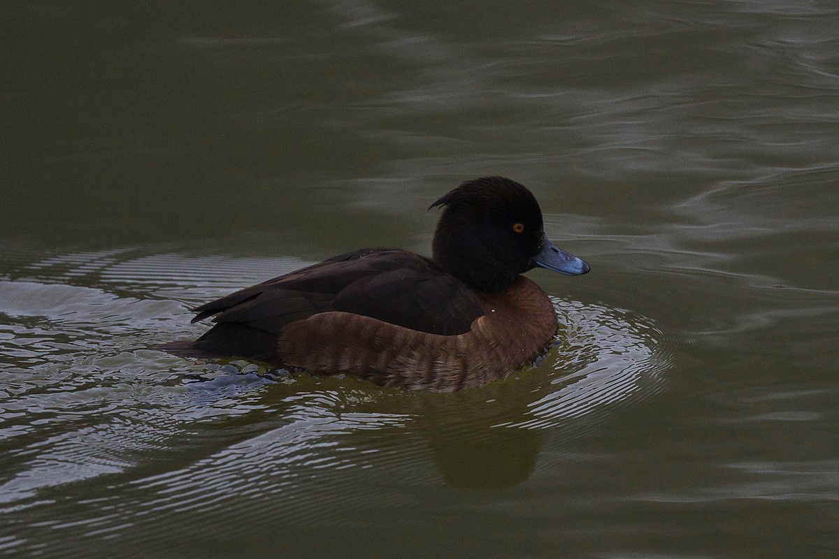 鳳頭潛鴨 - ML301809011