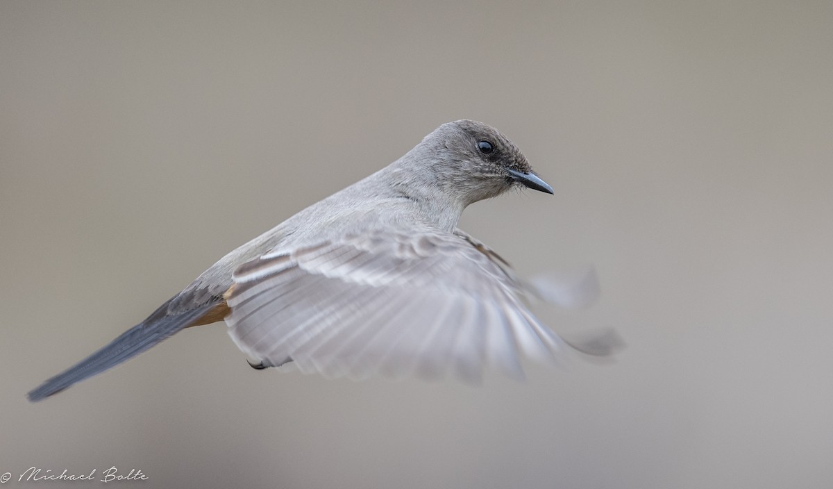 Say's Phoebe - ML301810421