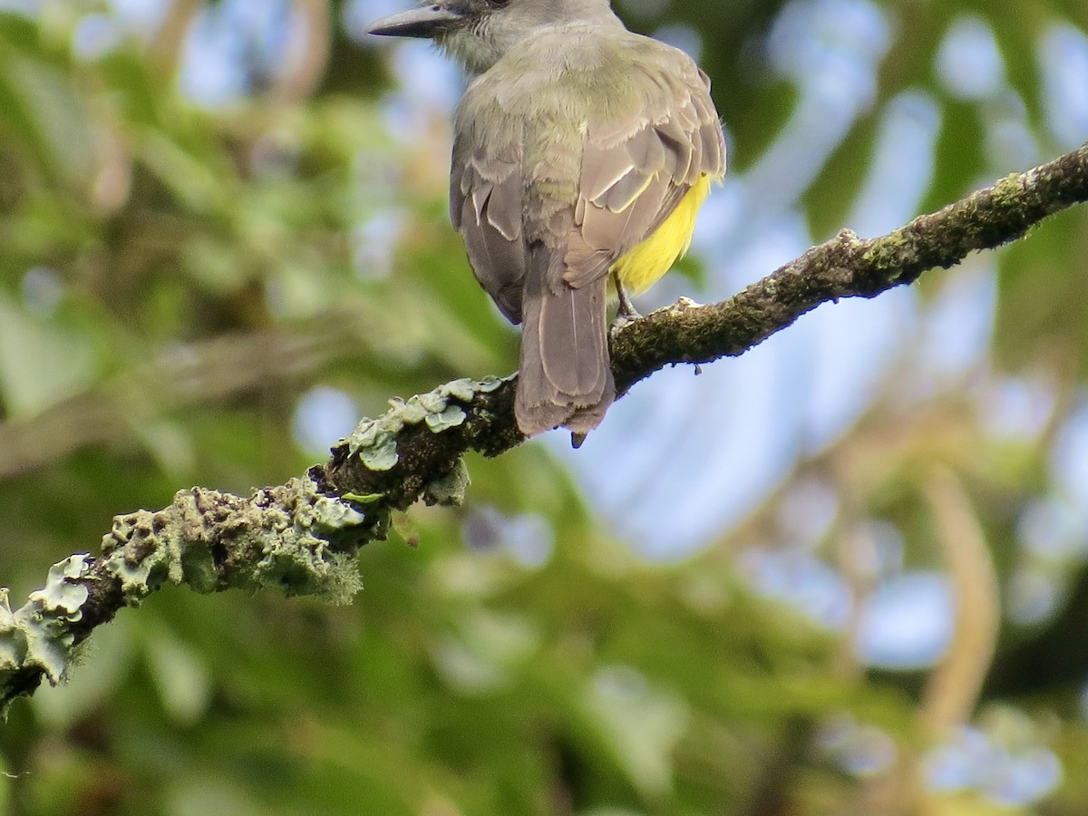 Tropical Kingbird - ML301810731