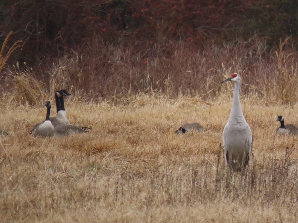 Sandhill Crane - ML301810831