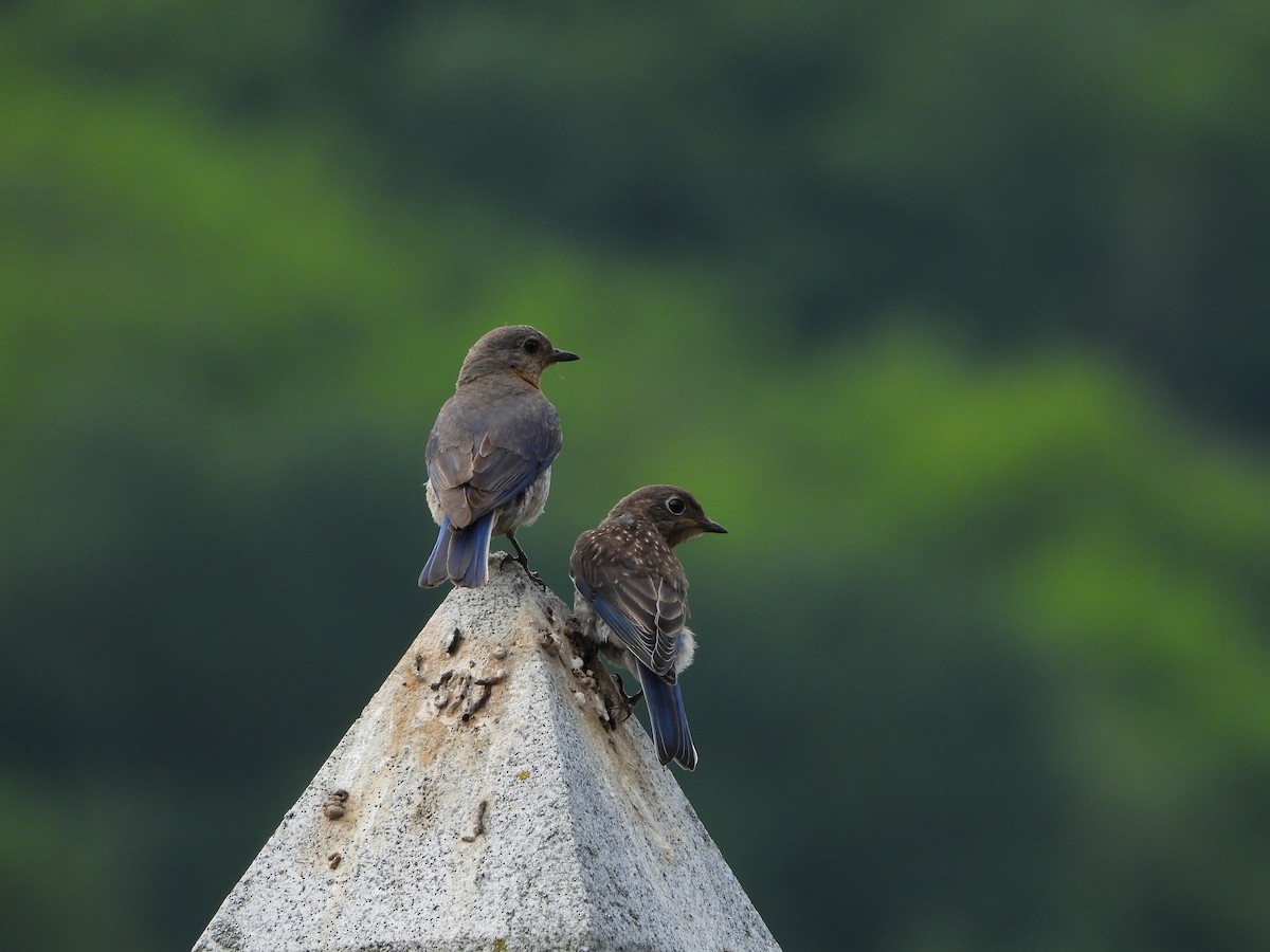 Eastern Bluebird - ML301811211