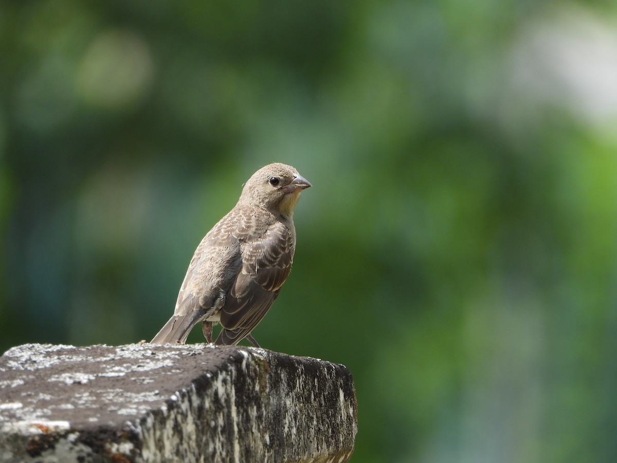 Brown-headed Cowbird - ML301811331