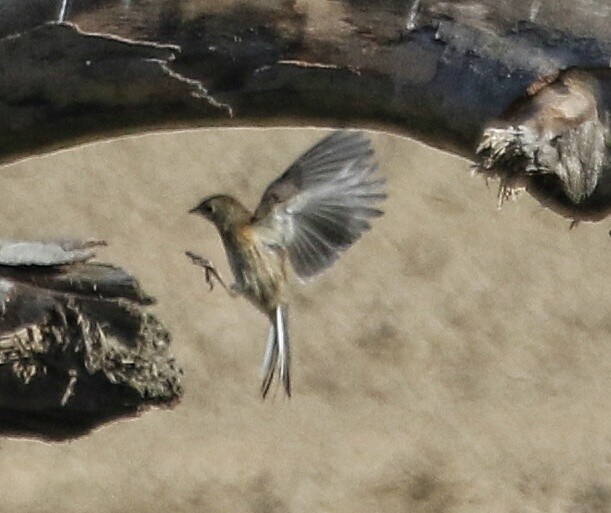 Junco Ojioscuro (grupo oreganus) - ML30181171