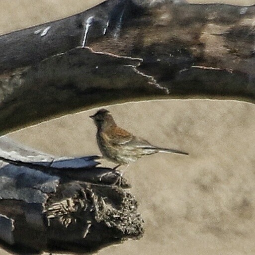 Dark-eyed Junco (Oregon) - ML30181191