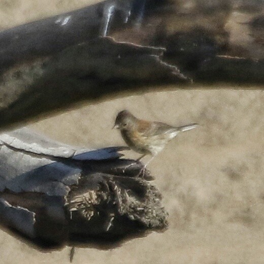 Dark-eyed Junco (Oregon) - ML30181211