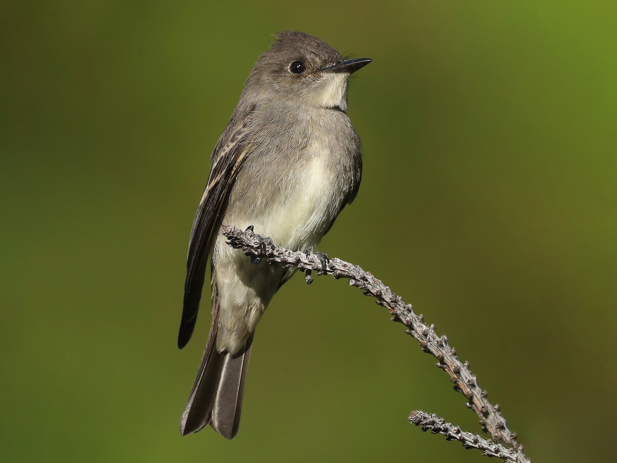 Western Wood-Pewee