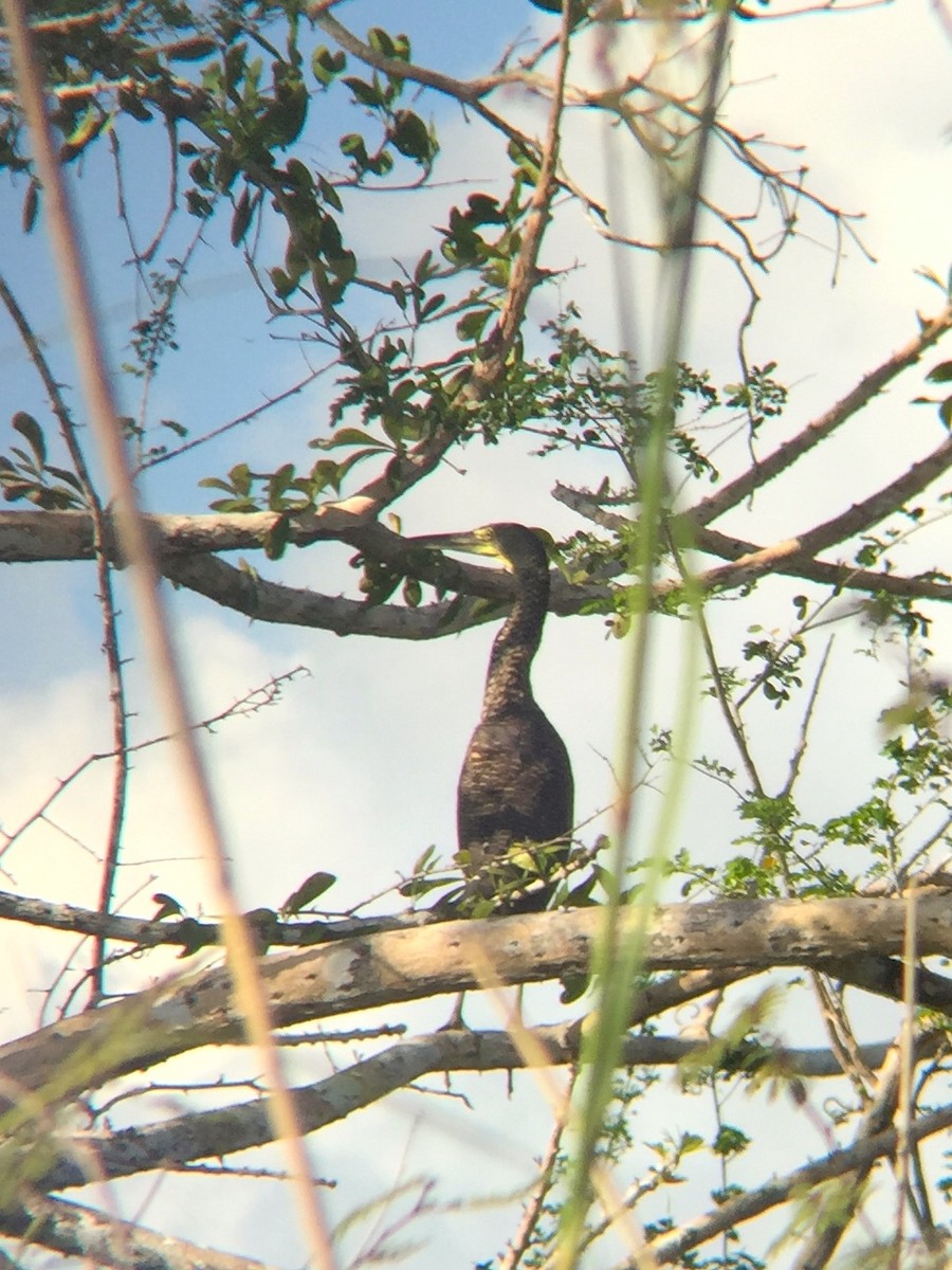 Bare-throated Tiger-Heron - ML30181221