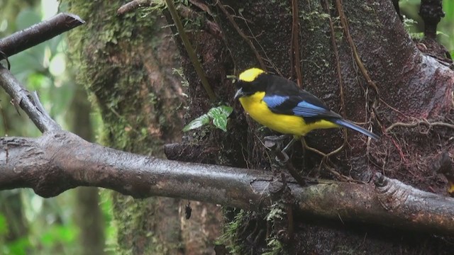 Tangara Aliazul (grupo somptuosus) - ML301812951