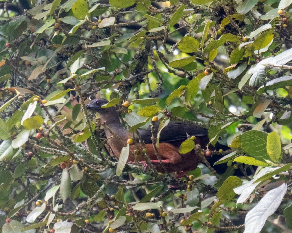 Sickle-winged Guan - ML301814181