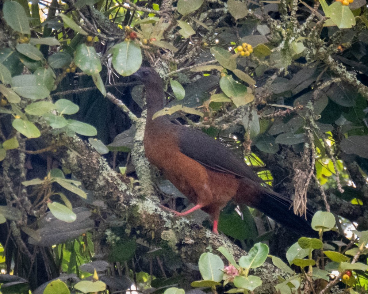 Sickle-winged Guan - ML301814231