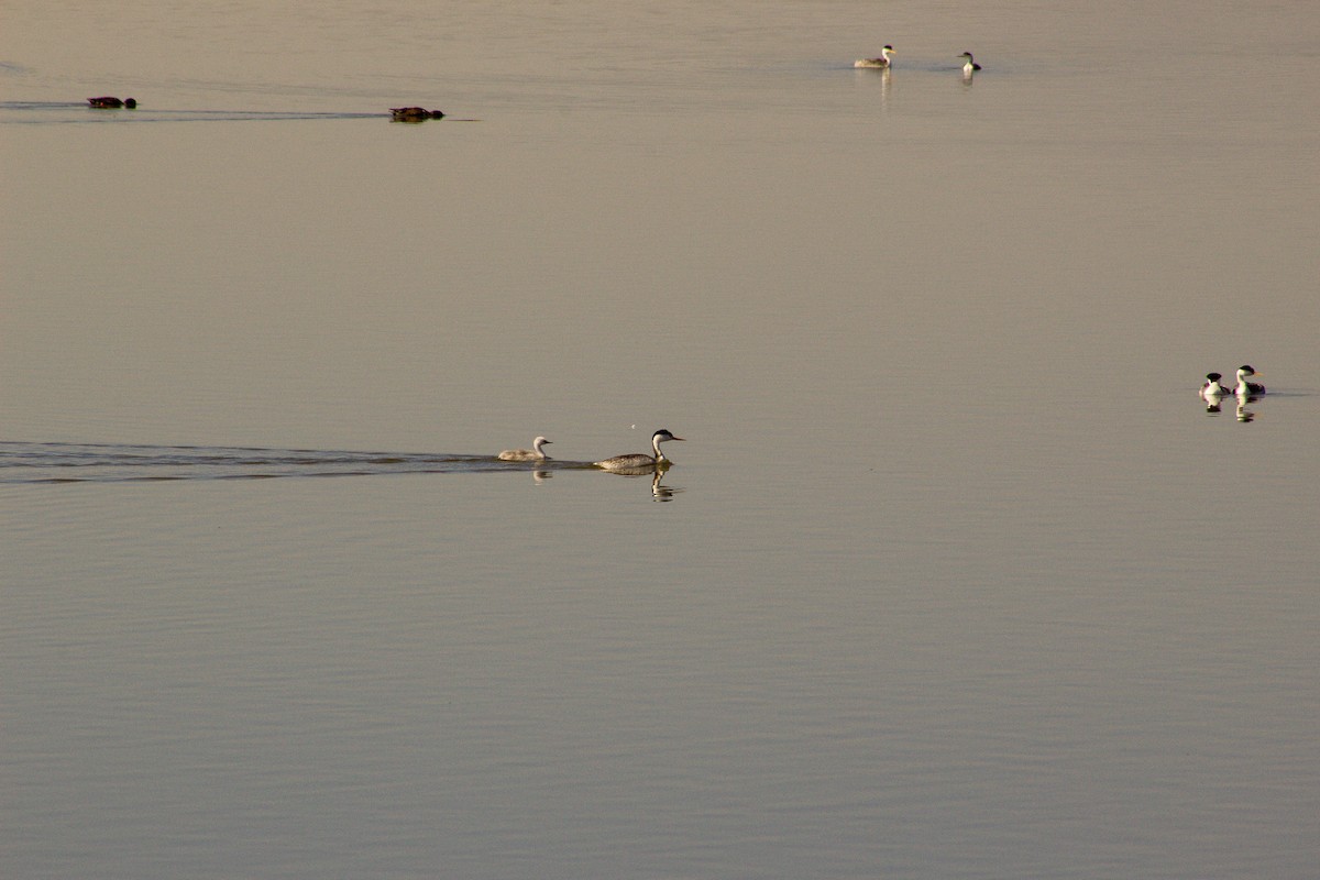 Clark's Grebe - ML301814421