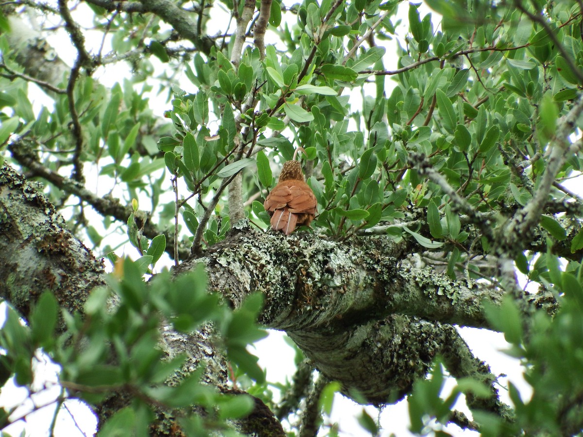 Red-billed Scythebill - ML301815391