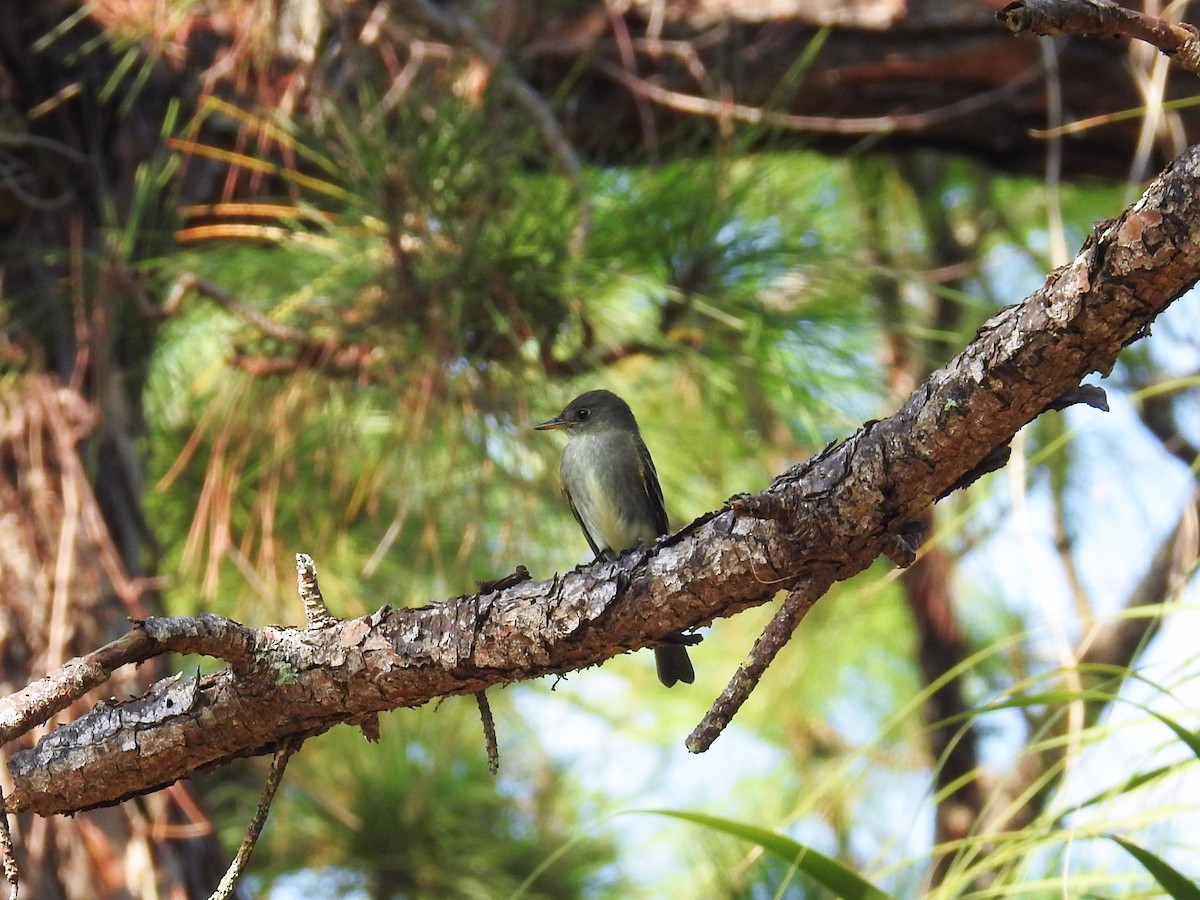 Eastern Wood-Pewee