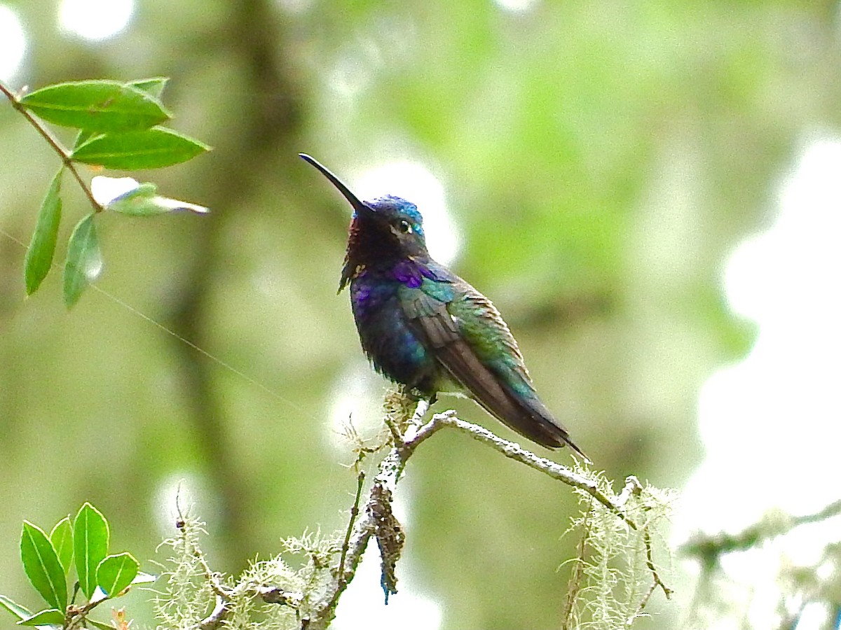 Colibrí de Barbijo - ML301815621