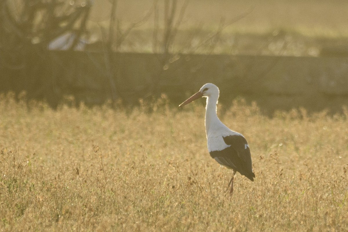 White Stork - ML301815961