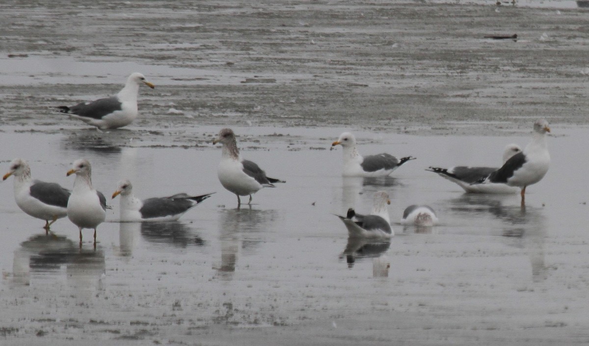 Western Gull - ML301817631