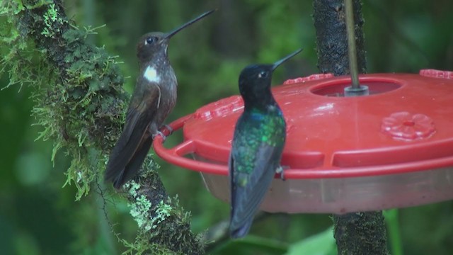 Brown Inca - ML301817751