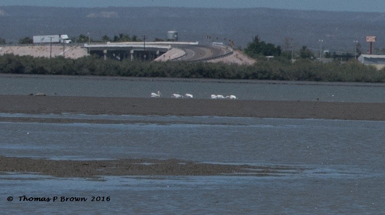 pelikán severoamerický - ML30181841