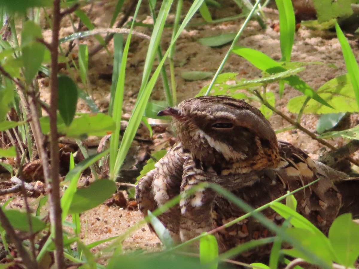 Indian Nightjar - ML301822071