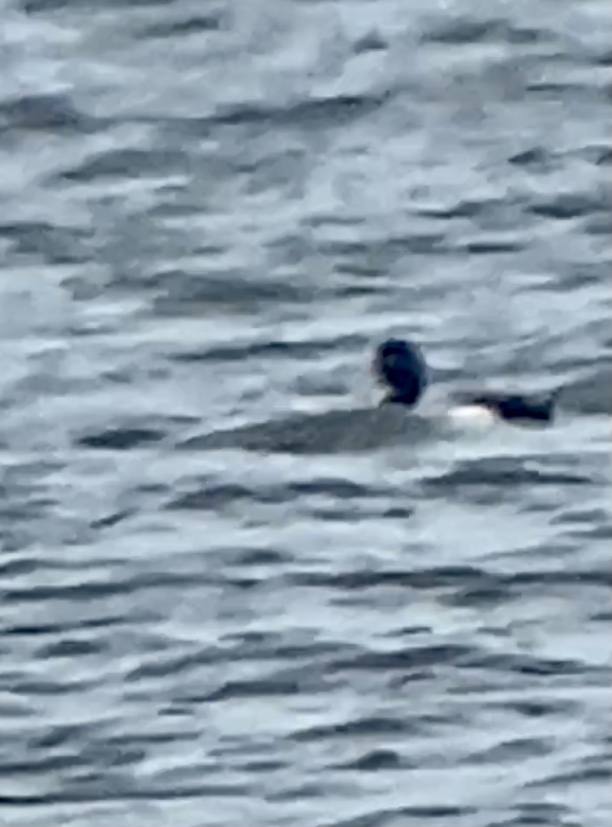 Greater Scaup - ML301823241