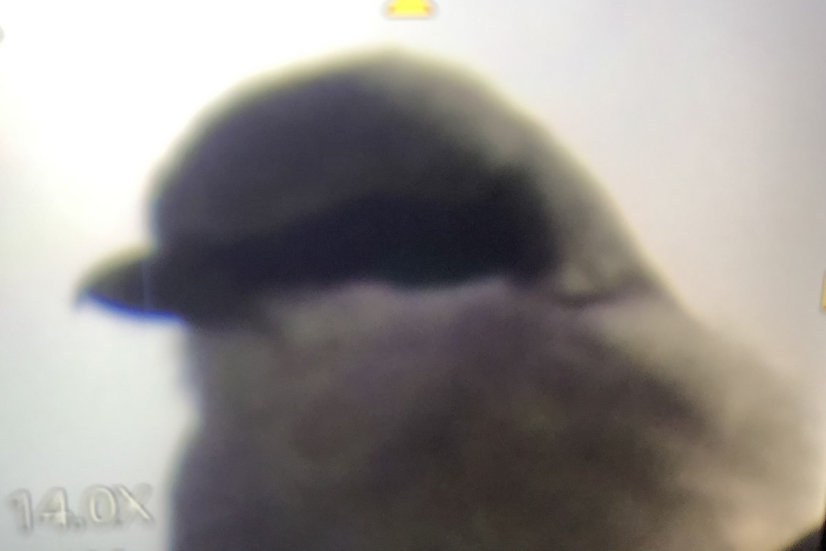 Loggerhead Shrike - ML301825331