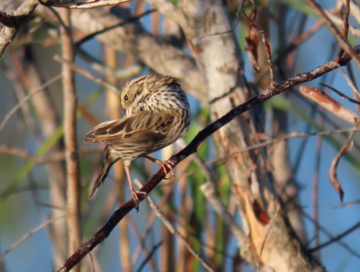 Savannah Sparrow - Susan Young