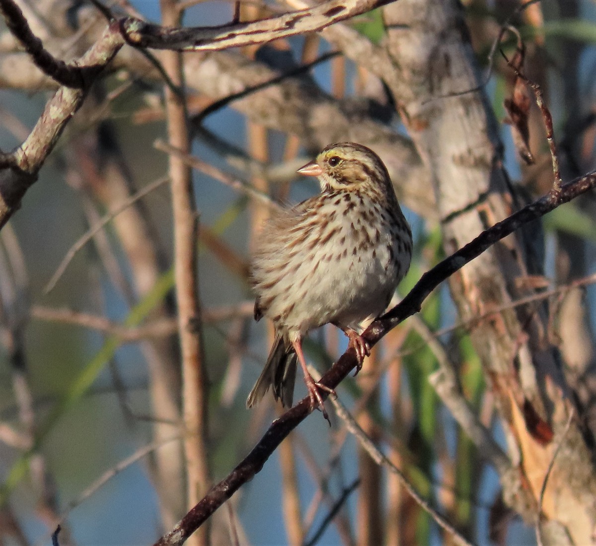 Savannah Sparrow - Susan Young