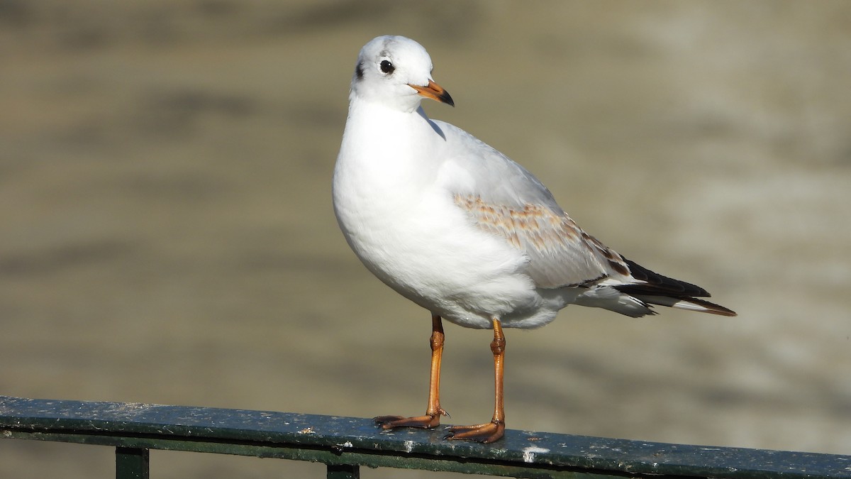 Black-headed Gull - Manuel García Ruiz