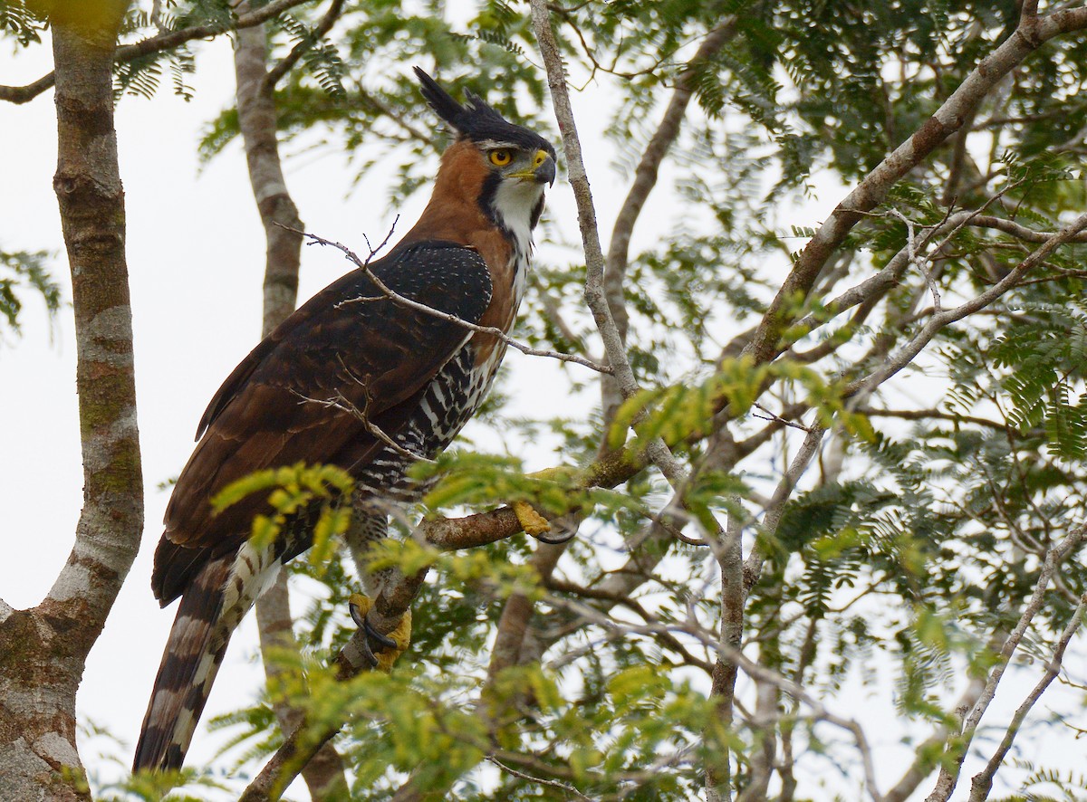 Ornate Hawk-Eagle - Jorge Dangel