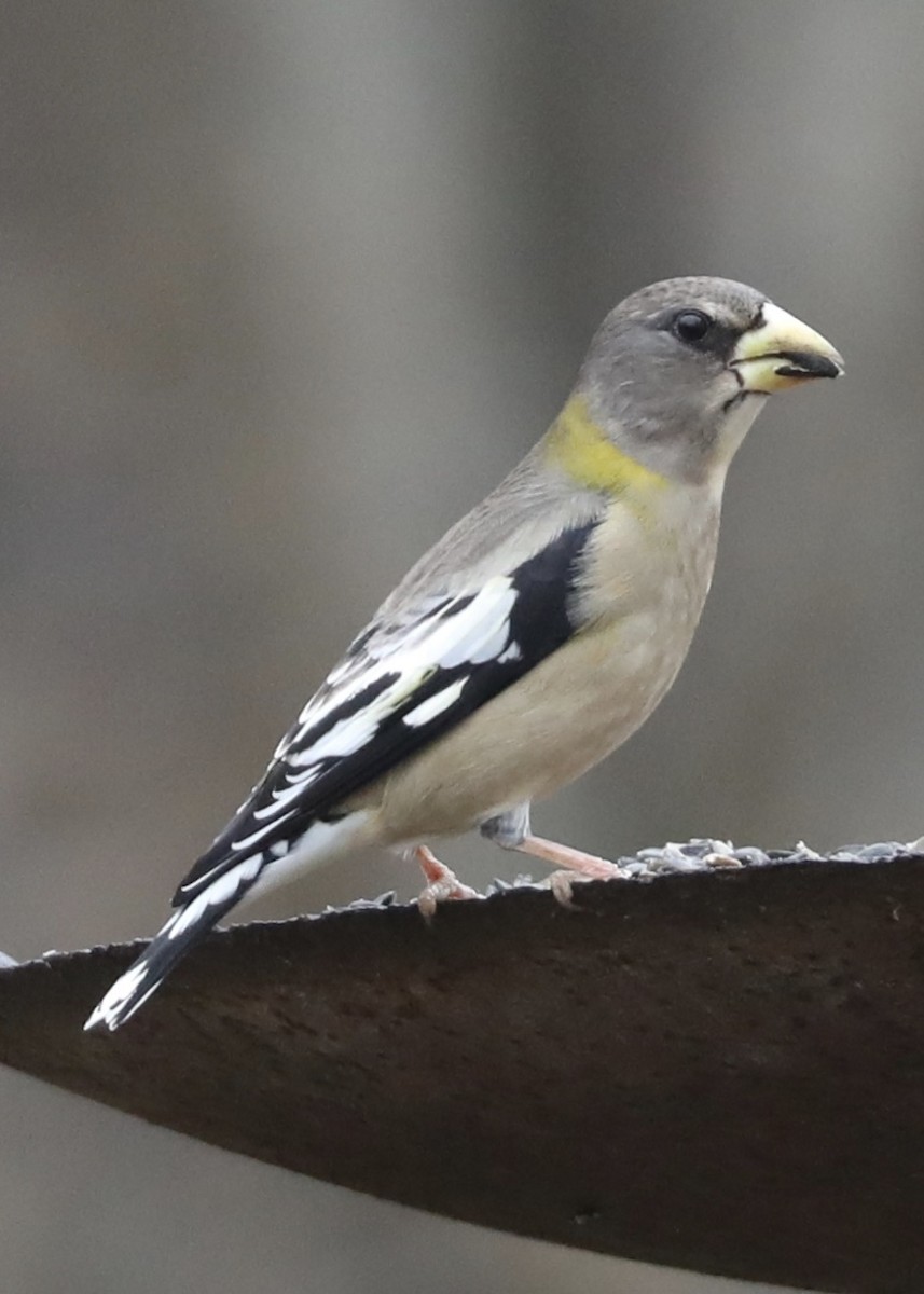 Evening Grosbeak - ML301833251