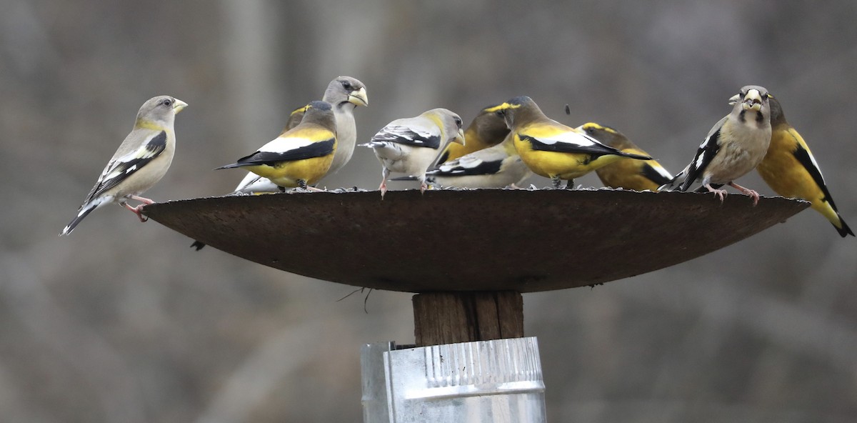 Evening Grosbeak - Judy Grant