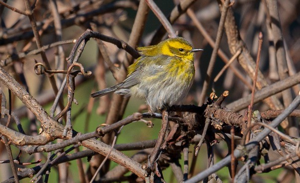 Townsend's Warbler - ML301834291