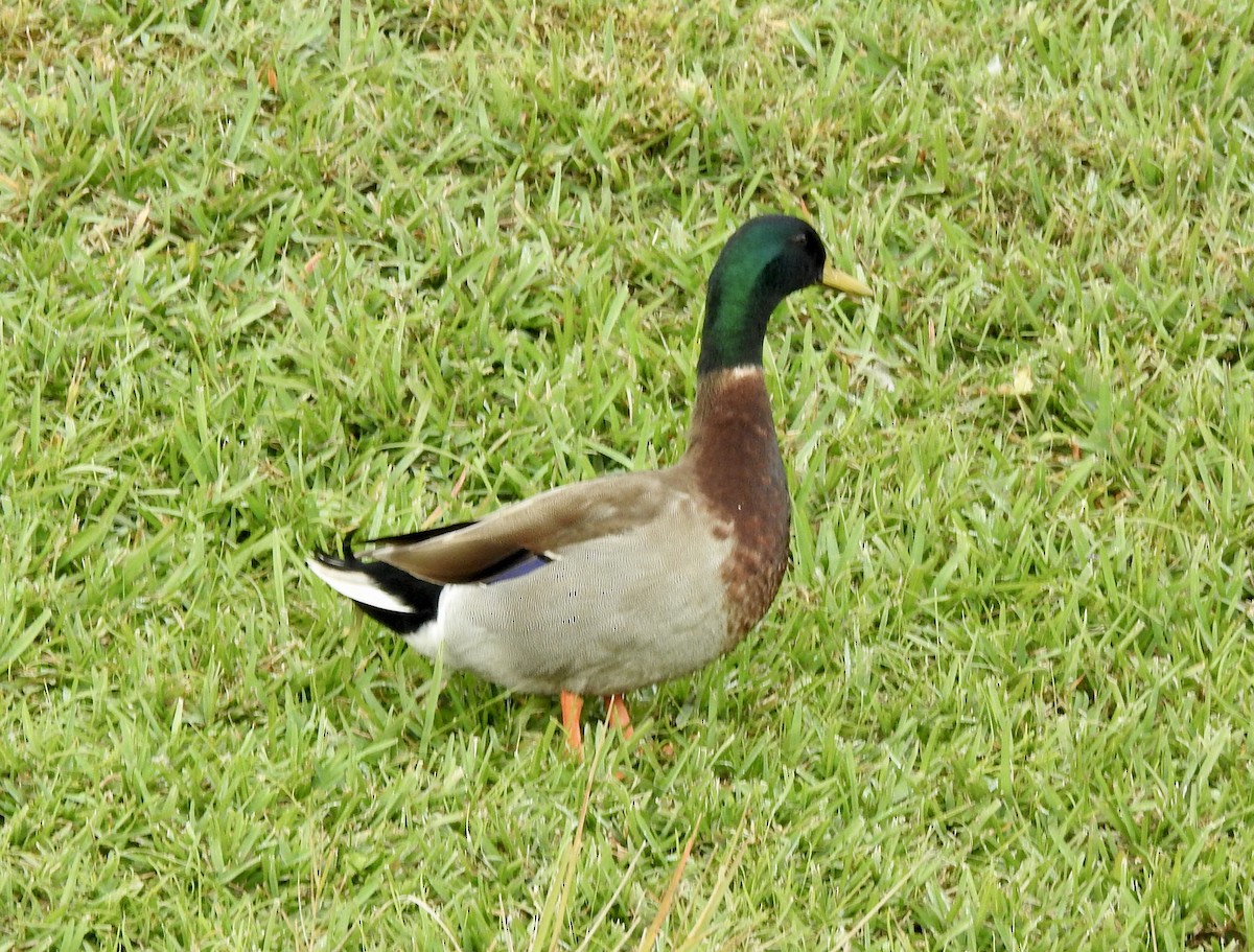 Mallard - Jeanne Tucker