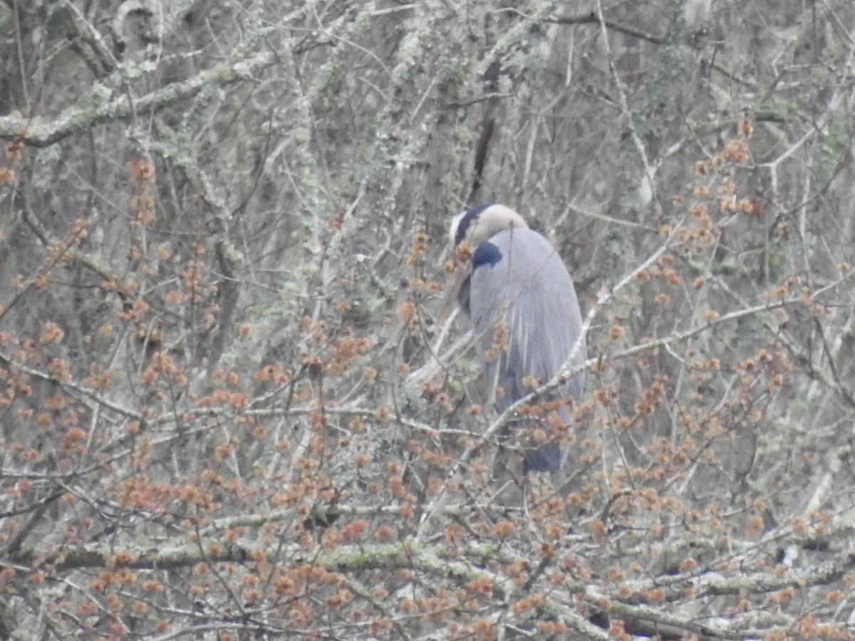 Bihoreau gris - ML301838391