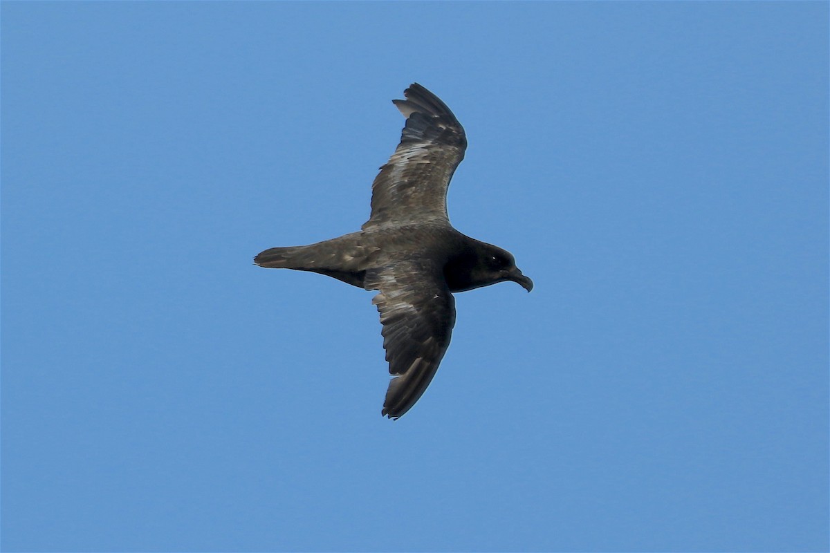 Great-winged Petrel - ML301839301