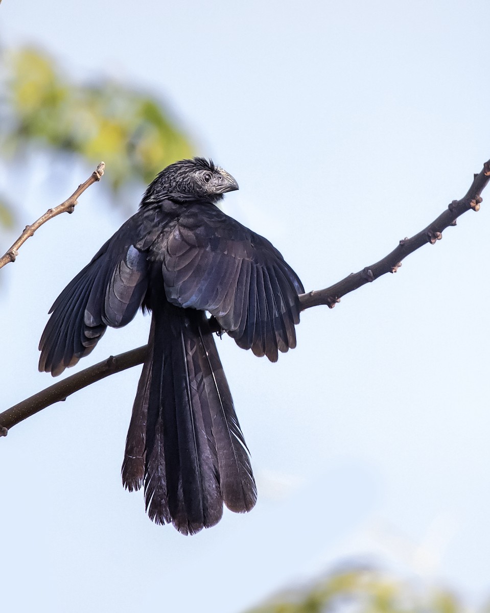 Groove-billed Ani - ML301839951