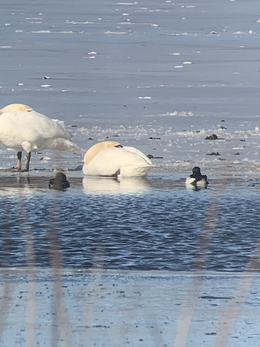 Common Goldeneye - ML301840871