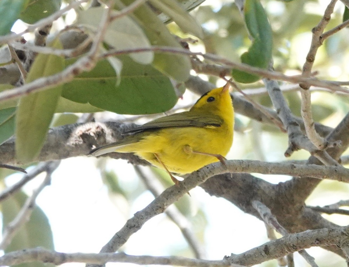 Wilson's Warbler - ML301842121