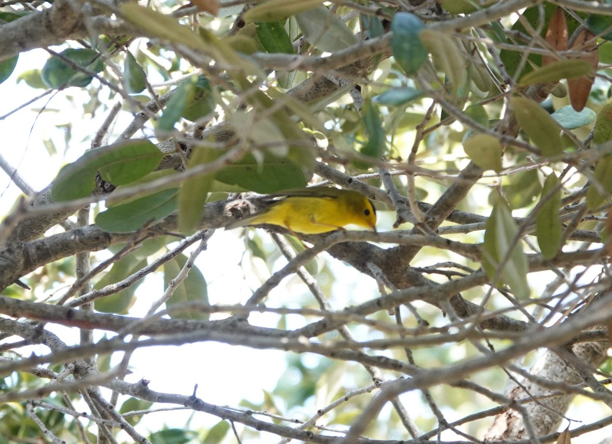 Wilson's Warbler - ML301842131