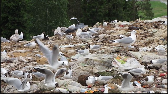 Black-headed Gull - ML301843031