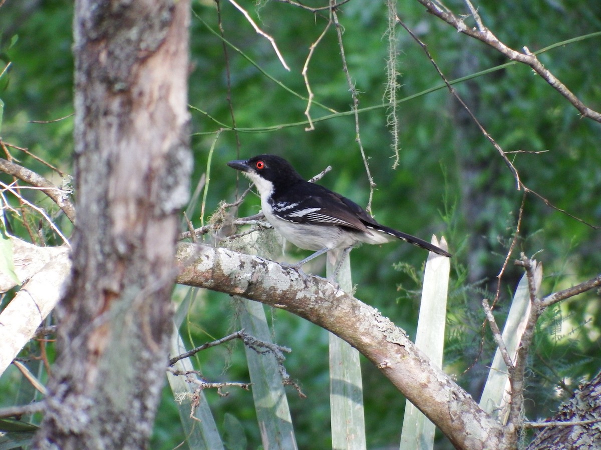 Great Antshrike - ML301843051