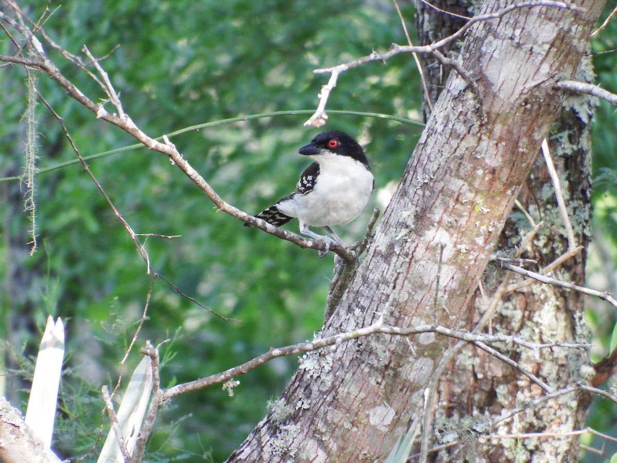 Great Antshrike - ML301843061