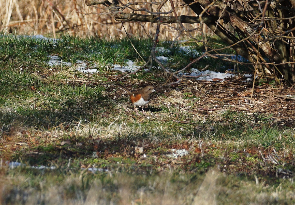 Eastern Towhee - ML301843531