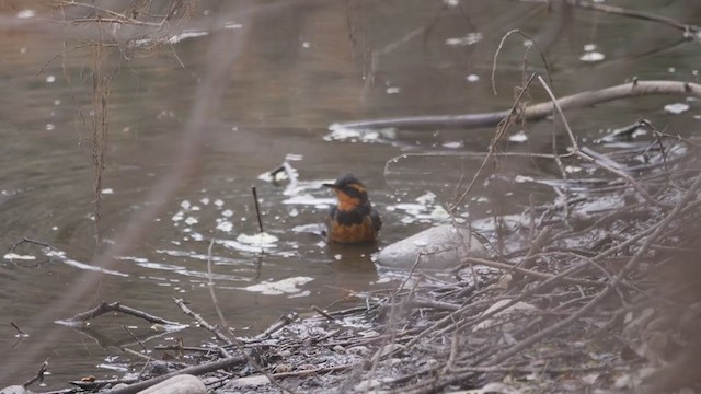 båndtrost - ML301843661