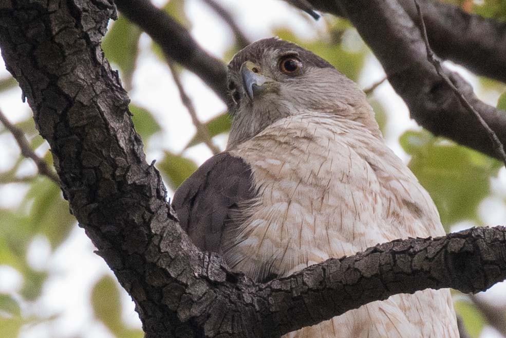 Cooper's Hawk - ML30184381