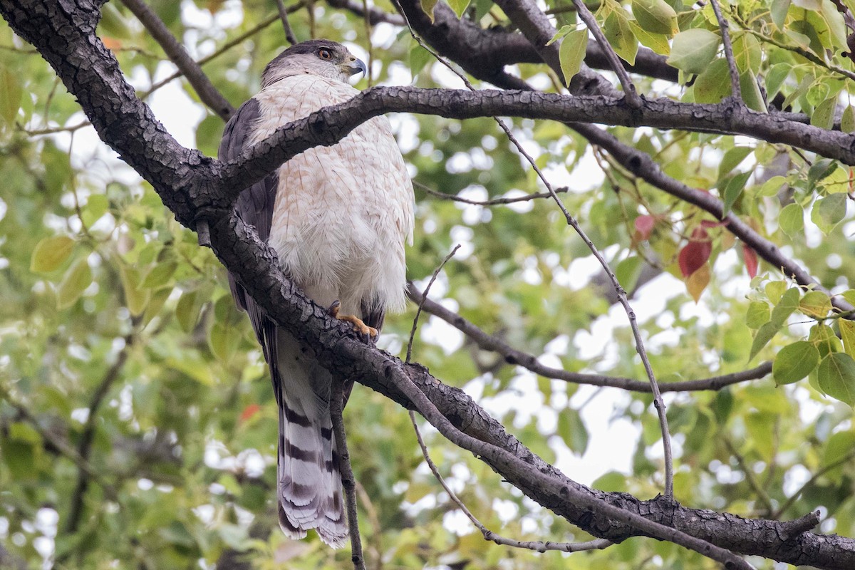 Cooper's Hawk - ML30184401