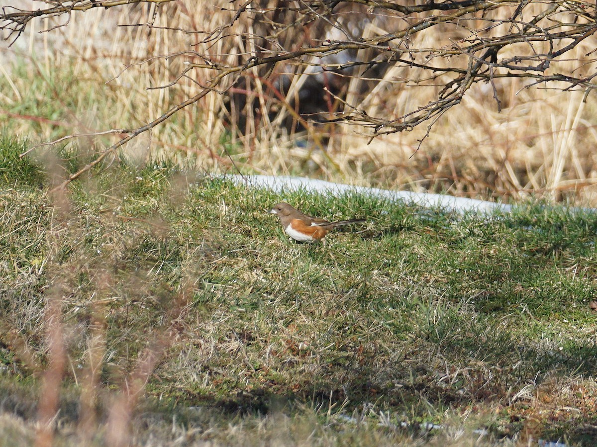 Eastern Towhee - ML301844411