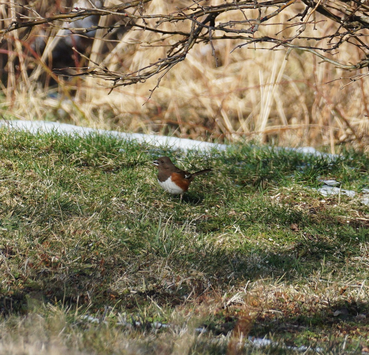 Eastern Towhee - ML301844571