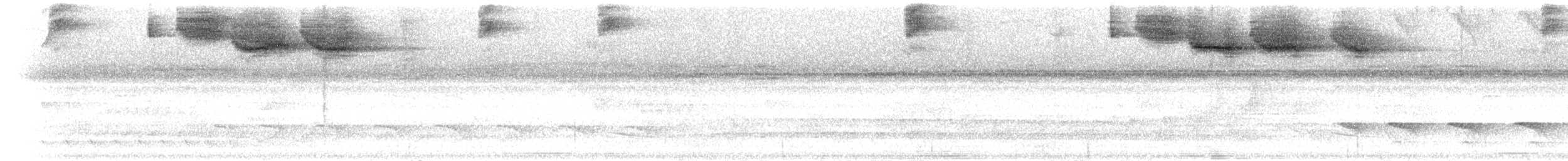 Tohi silencieux (taciturnus/nigrirostris) - ML301845